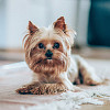Walk the dog image 1